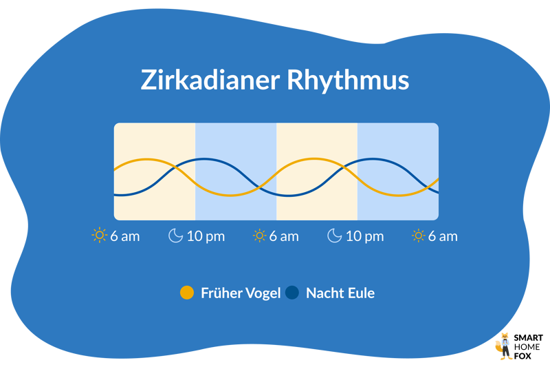 Man sieht eine Grafik zum Zirkadianen Rhythmus.